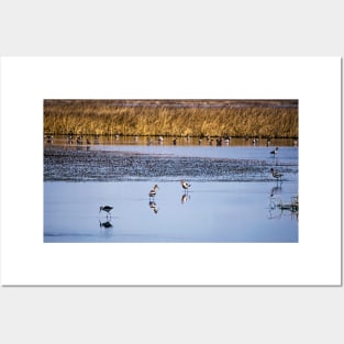 American Avocets Posters and Art